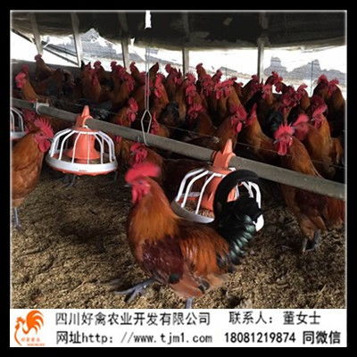 宽甸柴青脚麻鸡苗养殖厂地