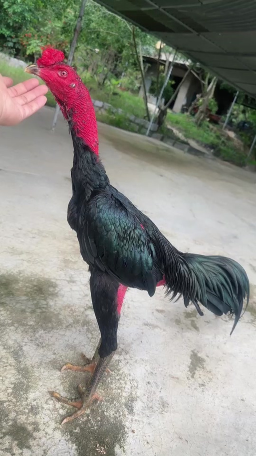 镇远合胜养殖场:对子嫩鸡都可以冲的产品,骨架,身材,各方面都很到位