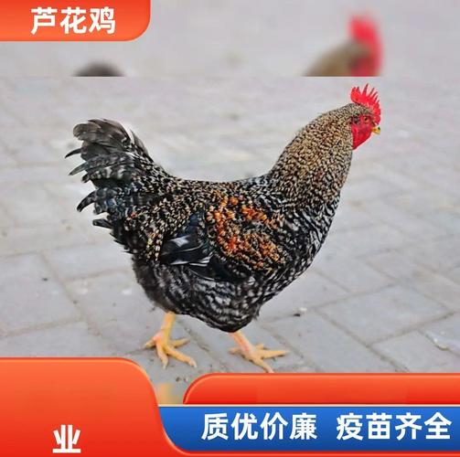 长春芦花鸡苗价,养殖要点!